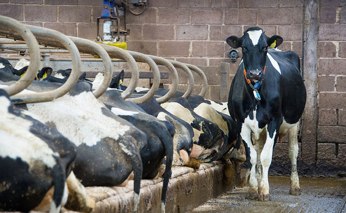 Welsh farm trials 'highly sensitive' bovine TB test