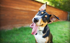 ECI backs pet food producer MPM