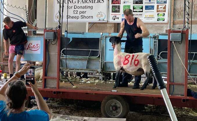 Michael McPherson sheared 816 during a 24 hour 'shearathon'