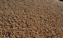 Beans means better biodiesel: University of Qld