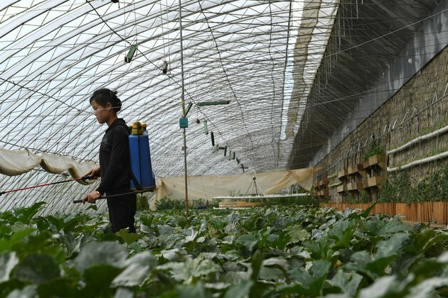 North Korea&#039;s way of fighting fertilizer shortage raises eyebrows