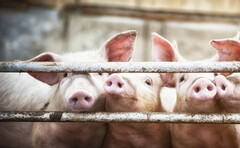 The Farmers Guardian Podcast: Why farmers might want to consider finishing pigs as a business diversification