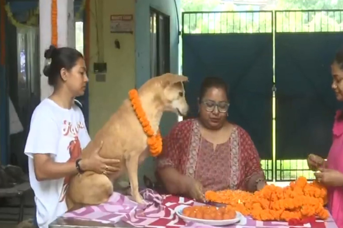 Siliguri animal welfare group celebrates 'Kukur Tihar', worships and feeds stray dogs