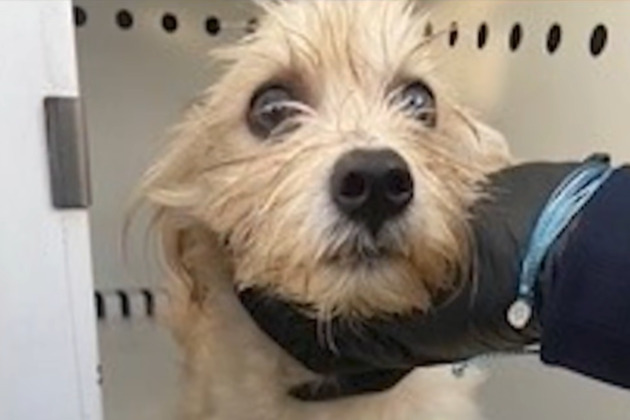 Gardena Police officer adopts dog after rescuing him from trash compactor