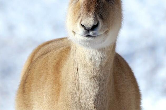 60"FlyOverChina | Wildlife wonders from above: Mongolian gazelles in north China's Inner Mongolia