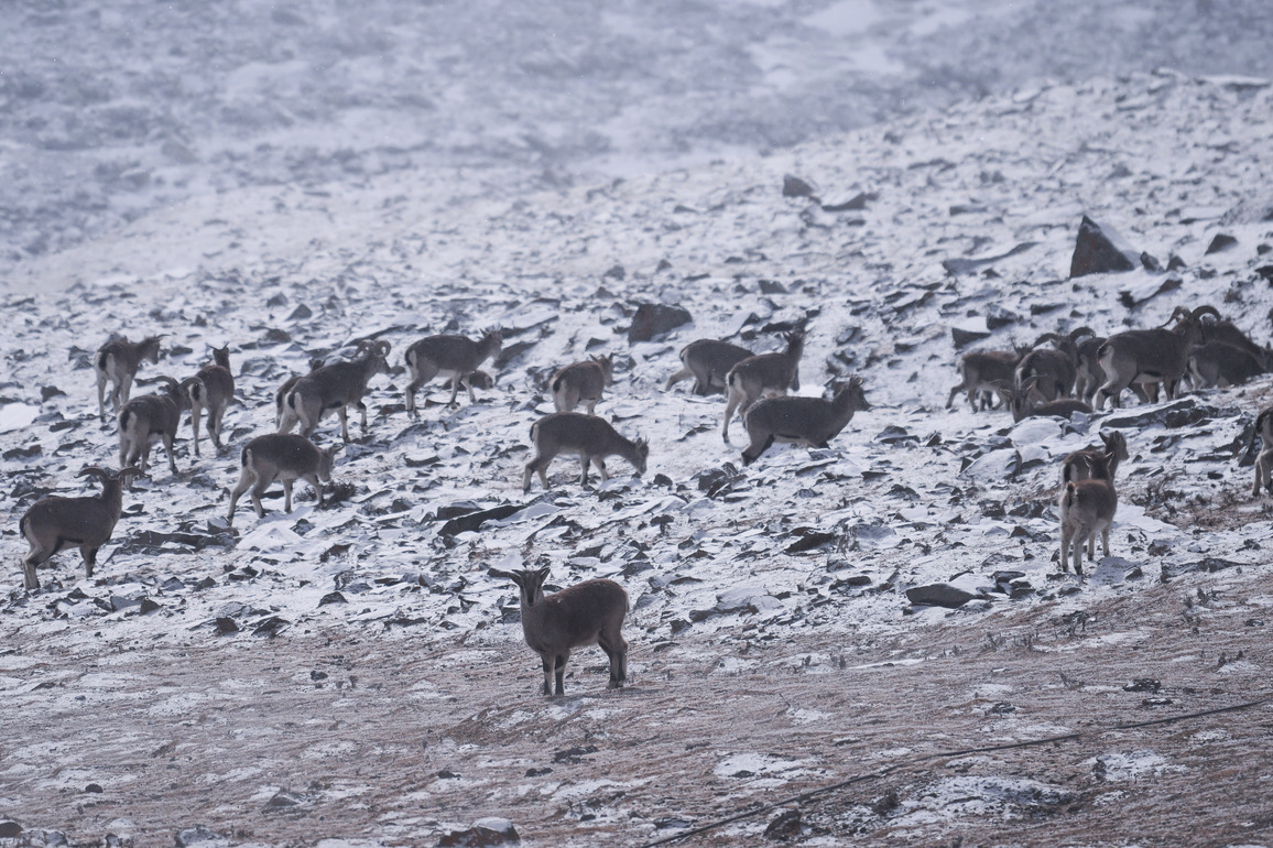Gut microbiota plasticity helps wildlife adapt on Qinghai-Tibet Plateau