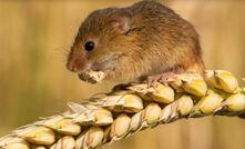 The CSIRO and GRDC would like growers to monitor mouse numbers in the lead up to sowing. Photo courtesy MouseAlert.