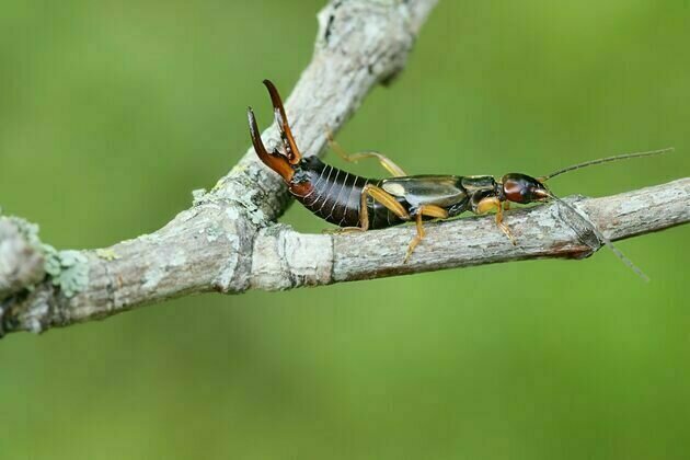 My daily surveys suggest British earwigs are declining drastically