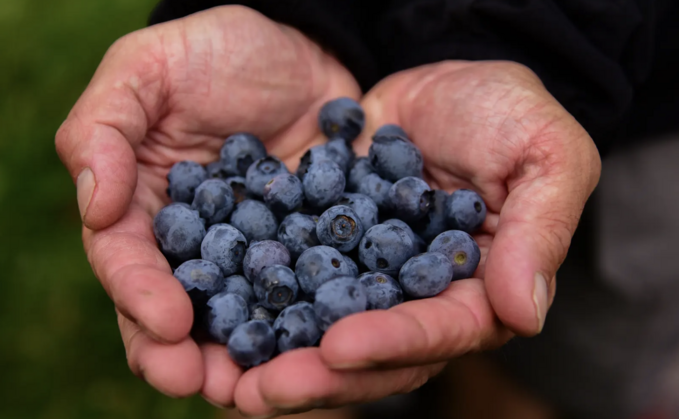 Fewer than half (48%) of berry growers said they are currently making a profit 