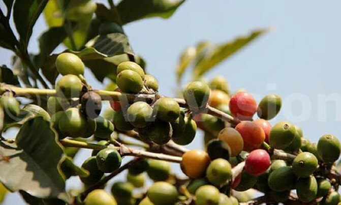 Govt introduces agriculture insurance scheme Govt introduces agriculture insurance scheme