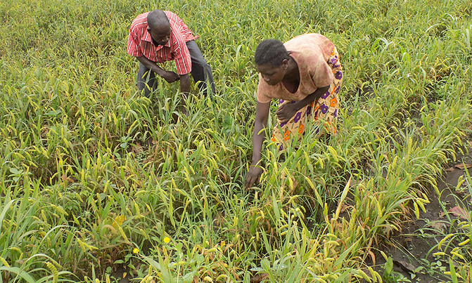 Chinese millet storms Uganda Chinese millet storms Uganda
