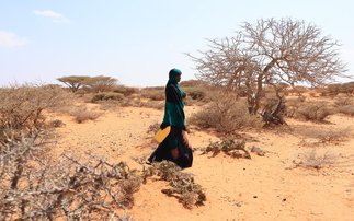 'A massive threat': El Niño could push almost 50 million people into acute hunger by the end of 2027