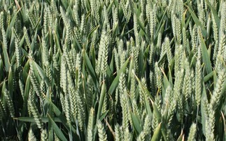 'Barn filling' feed wheat and new Group 1 milling variety among AHDB Recommended List newcomers