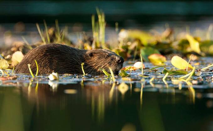 "Instead of supporting rewilding, we should be investing in practices that empower farmers and crofters and enhance biodiversity without compromising agricultural output." (NatureScot)