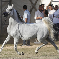 EGYPT-SHARQIA-ARABIAN HORSES FESTIVAL-BEAUTY CONTEST