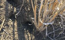 Grain growers struggling to control mice may not have all the tools available to them as ZP50 bait remains unavailable.