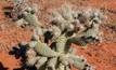 Invasive cacti risk to WA agriculture