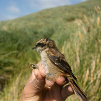 Israel arrests four Palestinians trying to smuggle over 100 protected songbirds