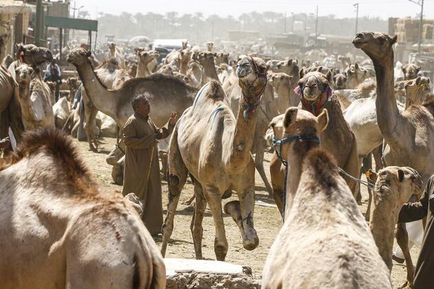 Rising costs drive more Egyptians to choose camels for Eid al-Adha sacrifices
