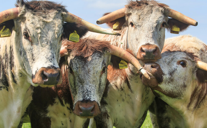 The Longbridge Longhorn herd was established 12 years ago by first generation farmers Jane Grant and Trish McDonnell.