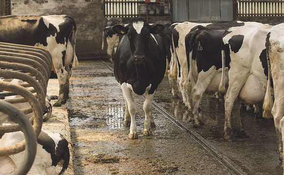 Bluetongue Temporary Control Zone announced in Monmouthshire
