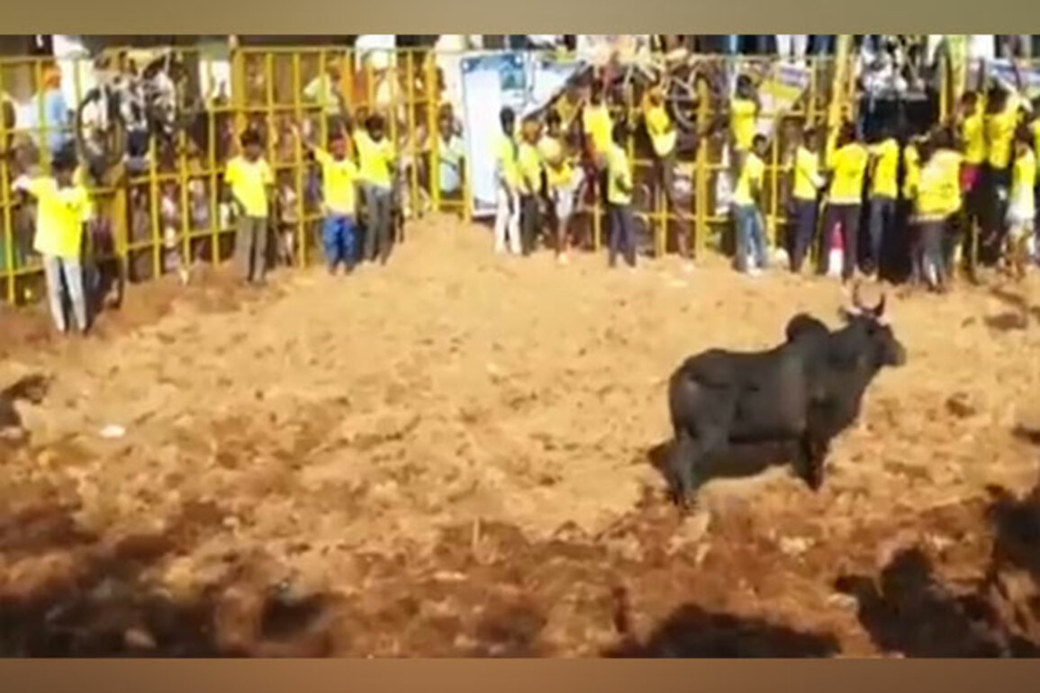 TN: Grand Jallikattu event held at Sri Pidari Amman Temple in Pudukkottai