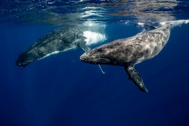 Climate change predicts a southward shift of New Zealand's great whale species