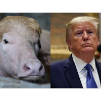 "Poor thing": Iran trolls Donald Trump with viral lookalike buffalo amidst geopolitical tensions