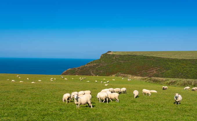 Bluetongue surge, what farmers need to know | The Farmers Guardian Podcast