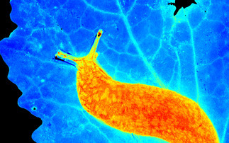 Slug maps could halve pellet use, SLIMERS project finds