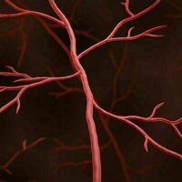 Muscle weakness in cancer survivors may be caused by treatable weakness in blood vessels - new research