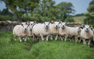 New study reveals emissions benefits of moorland grazing