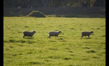  The nation's sheep numbers are set to increase next year, according to an MLA survey. Picture Mark Saunders.