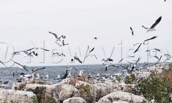 Floods destroy largest breeding ground for birds Floods destroy largest breeding ground for birds