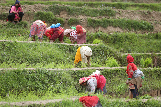 Splashing mud and singing, Nepal marks "Paddy Day" celebrating rice and rituals