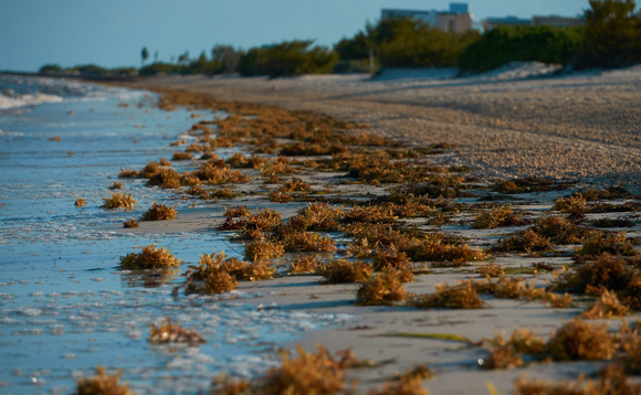 From seaweed to elephant grass: Government announces funding boost for innovative biomass projects