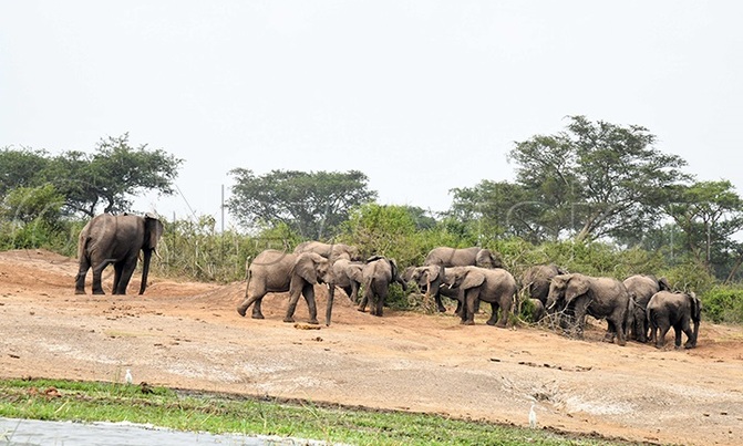UWA still pursuing wounded elephant UWA still pursuing wounded elephant
