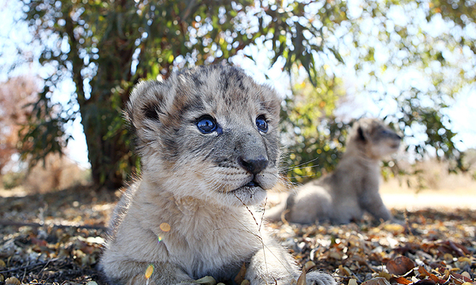 First ever lions to be conceived artificially First ever lions to be conceived artificially