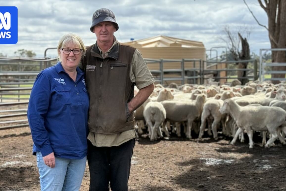 Sheep farmers' live sheep export ban post attracts election attention