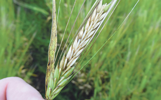 Growers advised to think ahead on fusarium control at T3