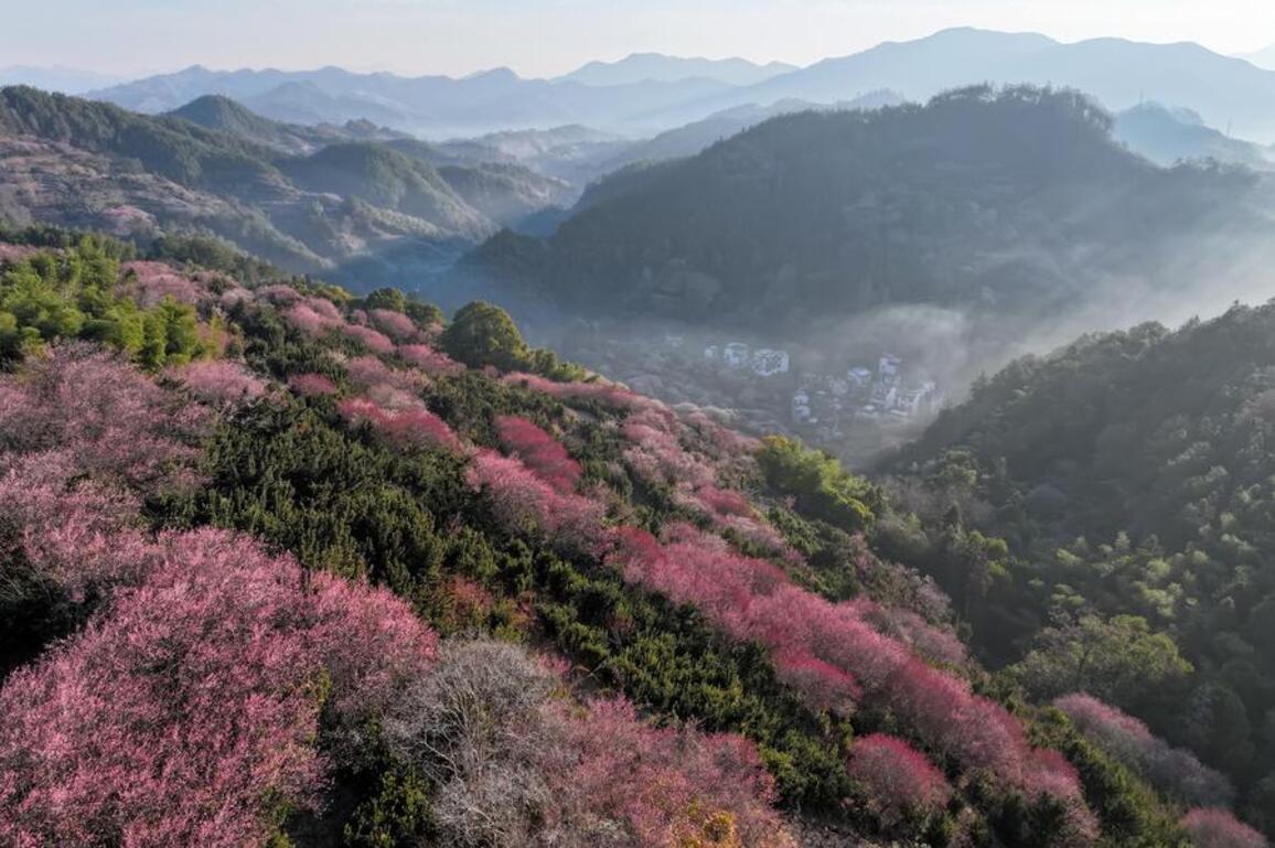 FlyOverChina | Plum blossoms adorn Maihuayu Village in E China