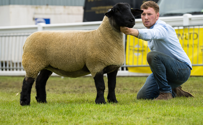 Sheep inter-breed and Suffolk champion from Harley Turner at Staffordshire County Show