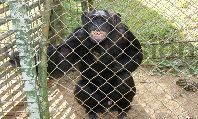 Zakayo, Uganda's oldest chimp turns 54 Zakayo, Uganda's oldest chimp turns 54