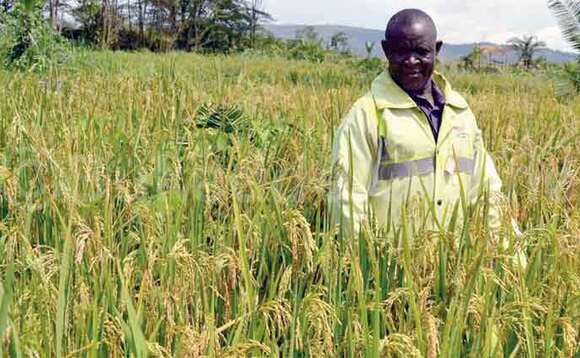 Omulimi w’omuceere e Semuto ng’alaga omusiri gwe. Omulimi w’omuceere e Semuto ng’alaga omusiri gwe.