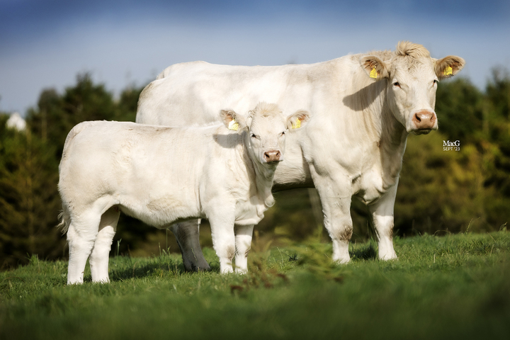 Gretnahouse Raradise with heifer calf, Uradise