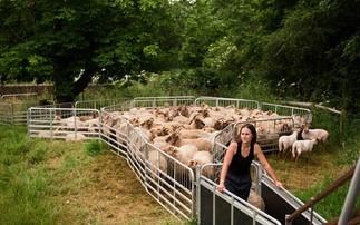 Great British Wool Revival: Wiltshire farmer finds farm-to-consumer outlet for wool