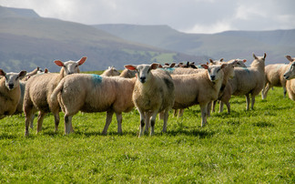 Theft of 40 sheep leaves farmer £5,400 out of pocket