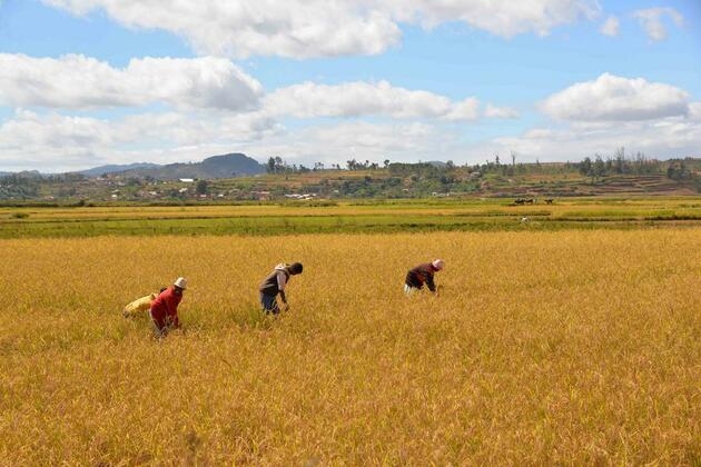 World Insights: How Chinese agricultural technology becomes "code for good harvest" in Africa
