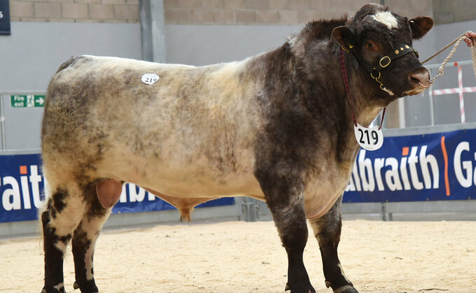 Beef Shorthorn leads Stirling multi-beef at 10,000gns