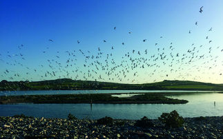 Wildlife Trusts warns latest review of environmental 'red tape' rooted in misleading advice